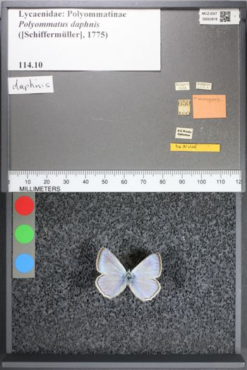 Media type: image;   Entomology 53818